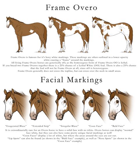 Frame Overo by angry-horse-for-life on DeviantArt