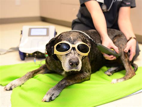 Pin On Old Laser Therapylaser Therapy Skinlaser Therapy Dogs