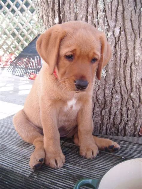 21+ Cutest Fox Red Lab Puppies Ever! - The Paws