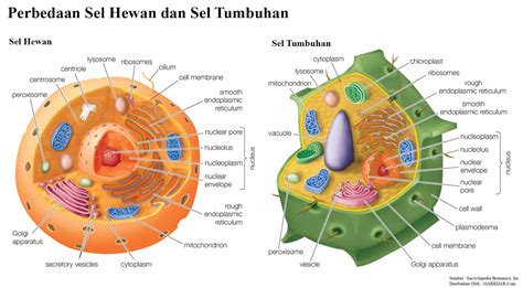 20 Perbedaan Sel Hewan dan Sel Tumbuhan (Lengkap Tabel) - MARKIJAR.Com