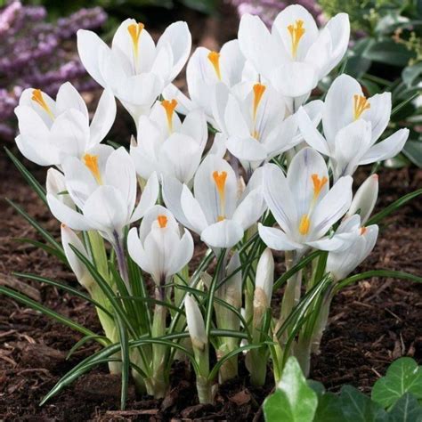 White Crocus bulbs - Prijs: €3.50