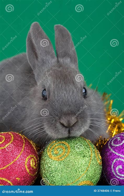 Bunny and Christmas Decorations Stock Photo - Image of alertness, adorable: 3748406