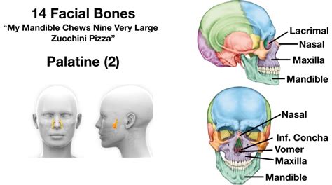 Facial Bones of the Skull Mnemonic: Anatomy and Labeled Diagram — EZmed | Facial bones, Human ...