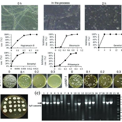 Establishment of the protoplast-mediated transformation system for C ...