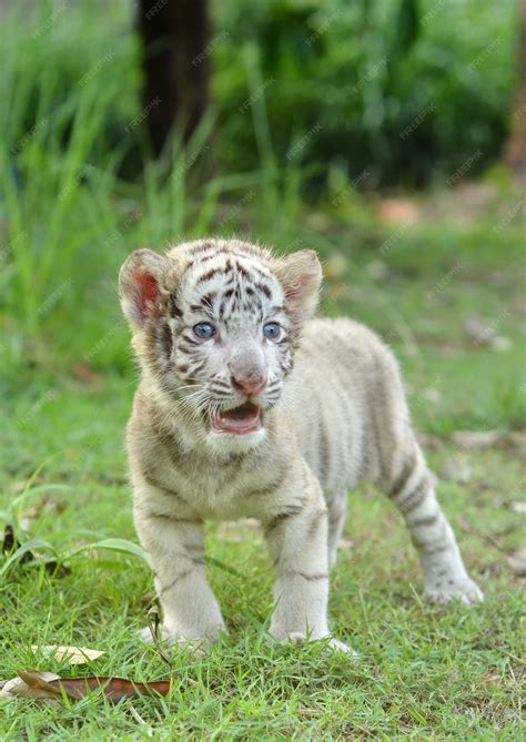 Bebé blanco bengala tigre | Foto Premium