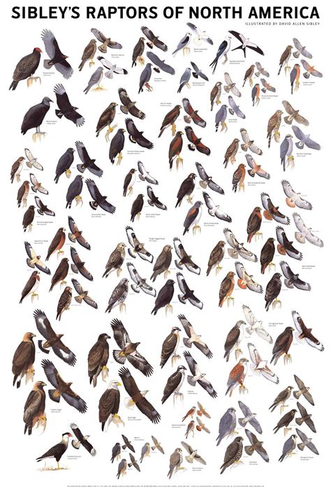 Sibleys Raptors of North America Poster - Etsy | Backyard birds ...