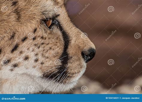 Up Close Portrait of a Cheetah Stock Image - Image of hunter, mammal ...