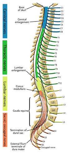 Cauda Equina - Physiopedia