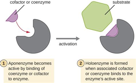 Energy, Matter, and Enzymes | Microbiology