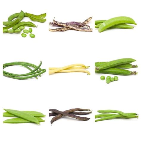 Types Of Green Beans - Taka Vegetable