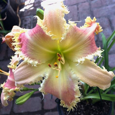 Daylilies: Plant Care and Collection of Varieties - Garden.org