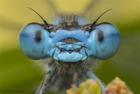 Canon Macro Photography: Canon 60mm f/2.8 Macro - Photos & Videos ...