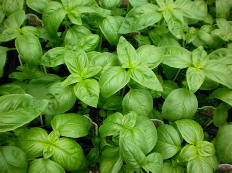 Basil Leaves - Natural Health News