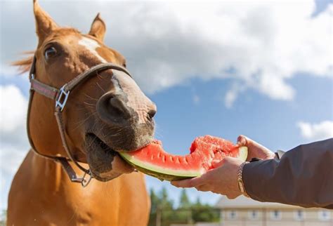 L’Alimentazione Del cavallo : Tutto quello che devi sapere! – CavalloTop