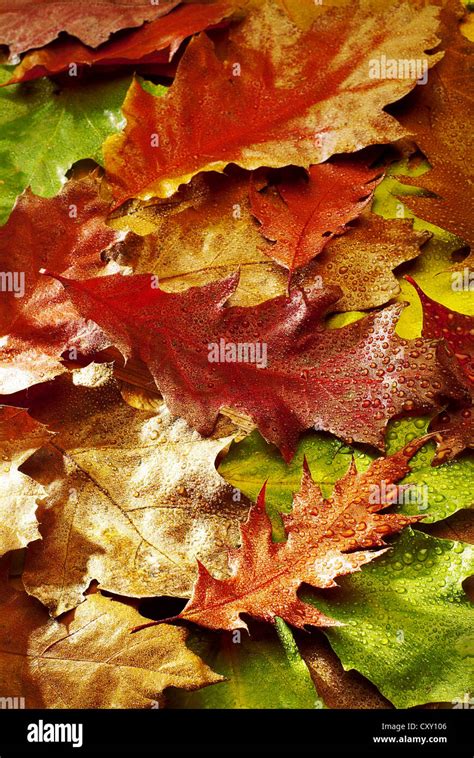 Autumn leaves, autumn-coloured Maple leaves (Acer sp Stock Photo - Alamy