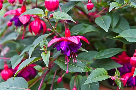 17 of the Best Fuchsia Varieties to Grow in Your Garden