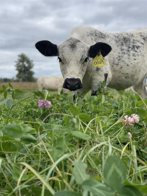 Characteristics to Breed for in British White Cattle — Black Label Farms