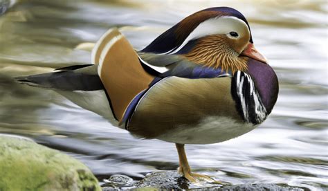 8 Most Beautiful Ducks - Farmhouse Guide