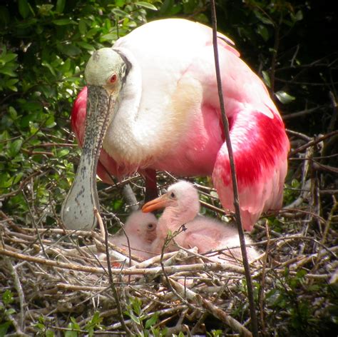 Temporary closures to Protect Roseate Spoonbills - Everglades National ...