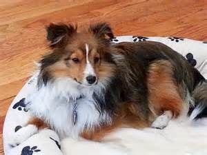 Pomeranian sheltie mix - The Universe of animals Pet Dogs, Dogs And ...