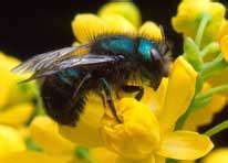 Understanding the Orchard Mason Bee Life Cycle