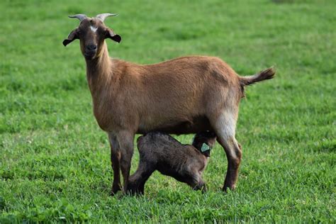 Our Spanish Goats – Duffy Livestock