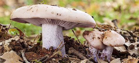 10 White Mushroom Species (With Pictures)