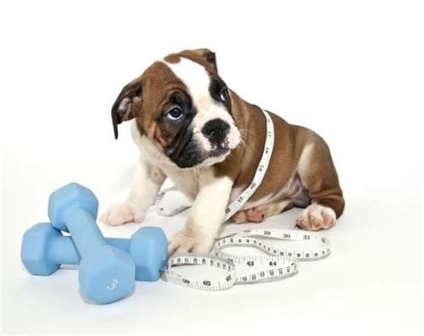 How to Help An Overweight Dog Lose Weight