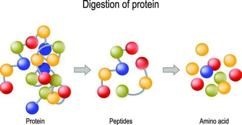 Bioactive Peptides - Cosmacon