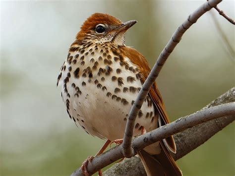 Wood Thrush Facts, Habitat, Diet, Migration, Song Video, Pictures