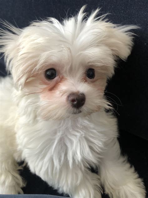 Maltese Puppies For Sale | Queens, NY #332058 | Petzlover