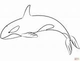 Balena Orca De Colorat  Desene Gratis sketch template