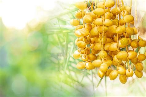 Closeup Barhi Dates palm yellow fruits ,Phoenix Dactylifera on the ...