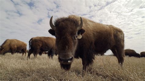 Why The Buffalo Was Important To Native American People. - Powwow Times