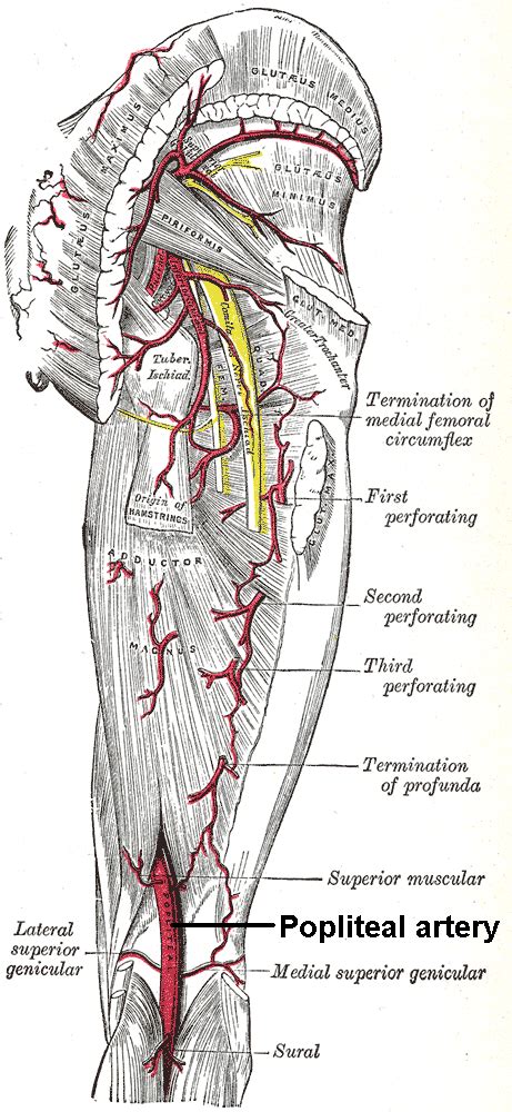 Popliteal Artery – howMed