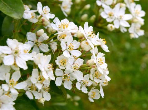 14 of the Best Smelling Flowers on the Planet