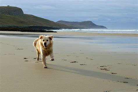 Dog running on the beach in Machir Bay, Isle of Islay | Islay Pictures Photoblog