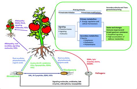 | Rhizosphere plant and microbial 'signalomics'. Plants and ...