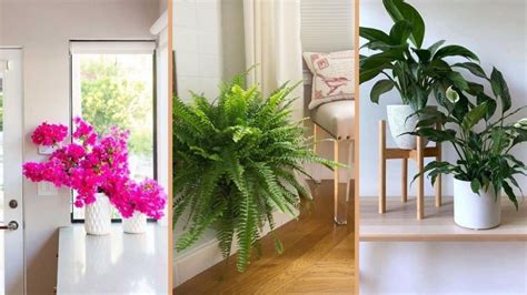 5 plantas para decorar tu sala que la harán lucir cómoda | Ser Zen