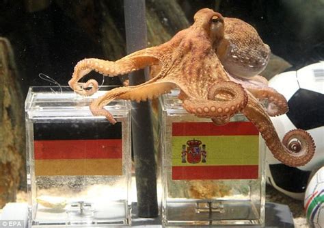 Octopus who predicted FIFA world cup results