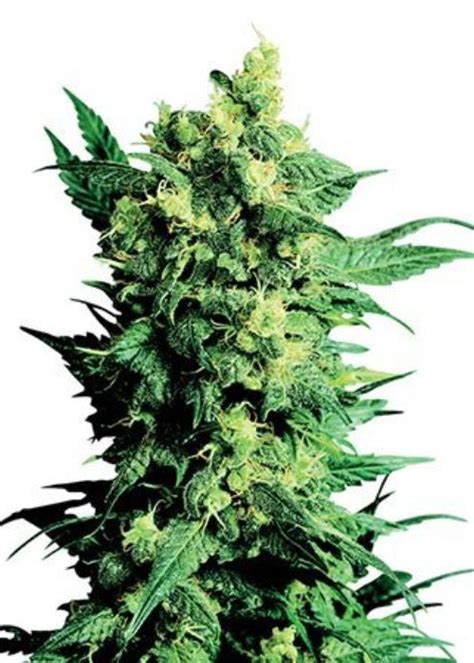 Skywalker OG Strain Info / Skywalker OG Weed By Growers Choice Seeds - GrowDiaries