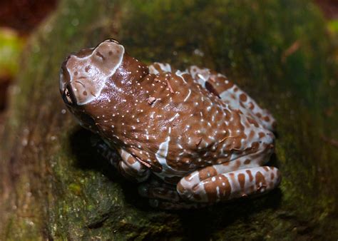 Amazon Milk Frog - Connecticut's Beardsley Zoo