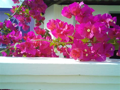 Bougainvillea - resting on the fencing