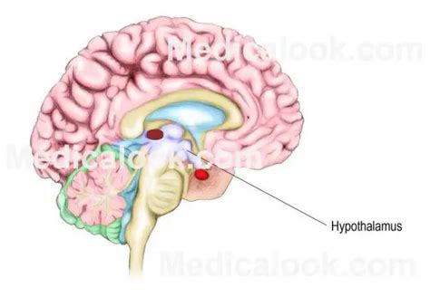 Hypothalamus diagram