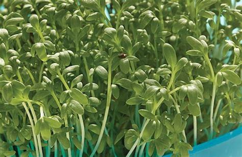 Cress Seeds B And Q - Garden Plant