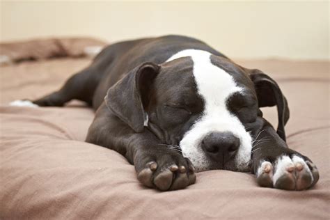 43 Dog Sleeping Puns and Snoozy Sayings - Great Pet Living