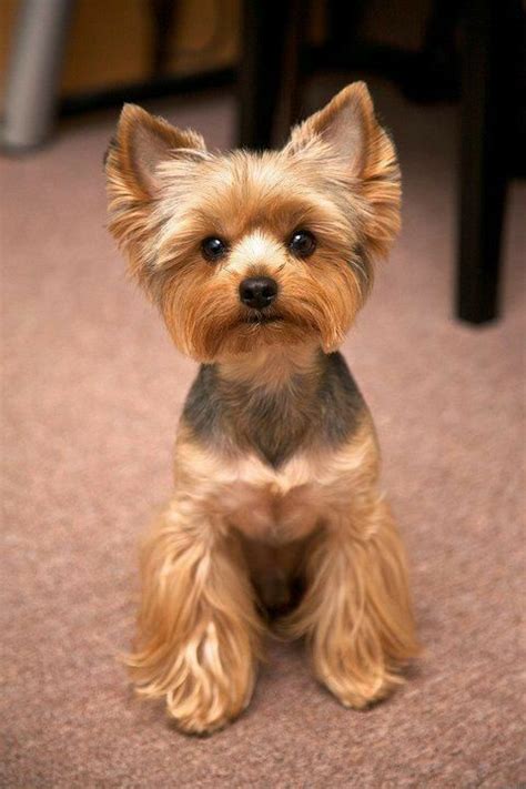 Dog Breeds That Dont Shed, Top Dog Breeds, Yorky Terrier, Terrier Dogs, Terrier Mix, Cairn ...