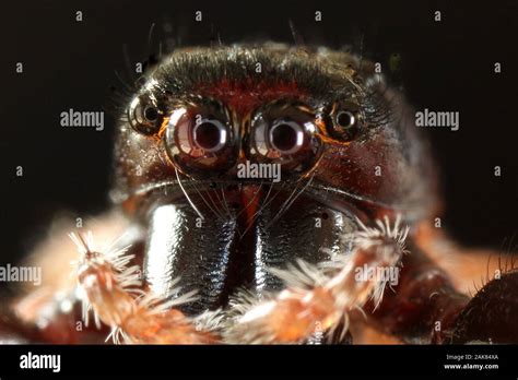 Macro image of jumping spider eyes Stock Photo - Alamy