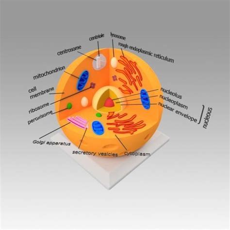 Animal Cell 3D model | CGTrader