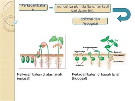 Proses Pertumbuhan Tanaman Kacang Hijau - Homecare24